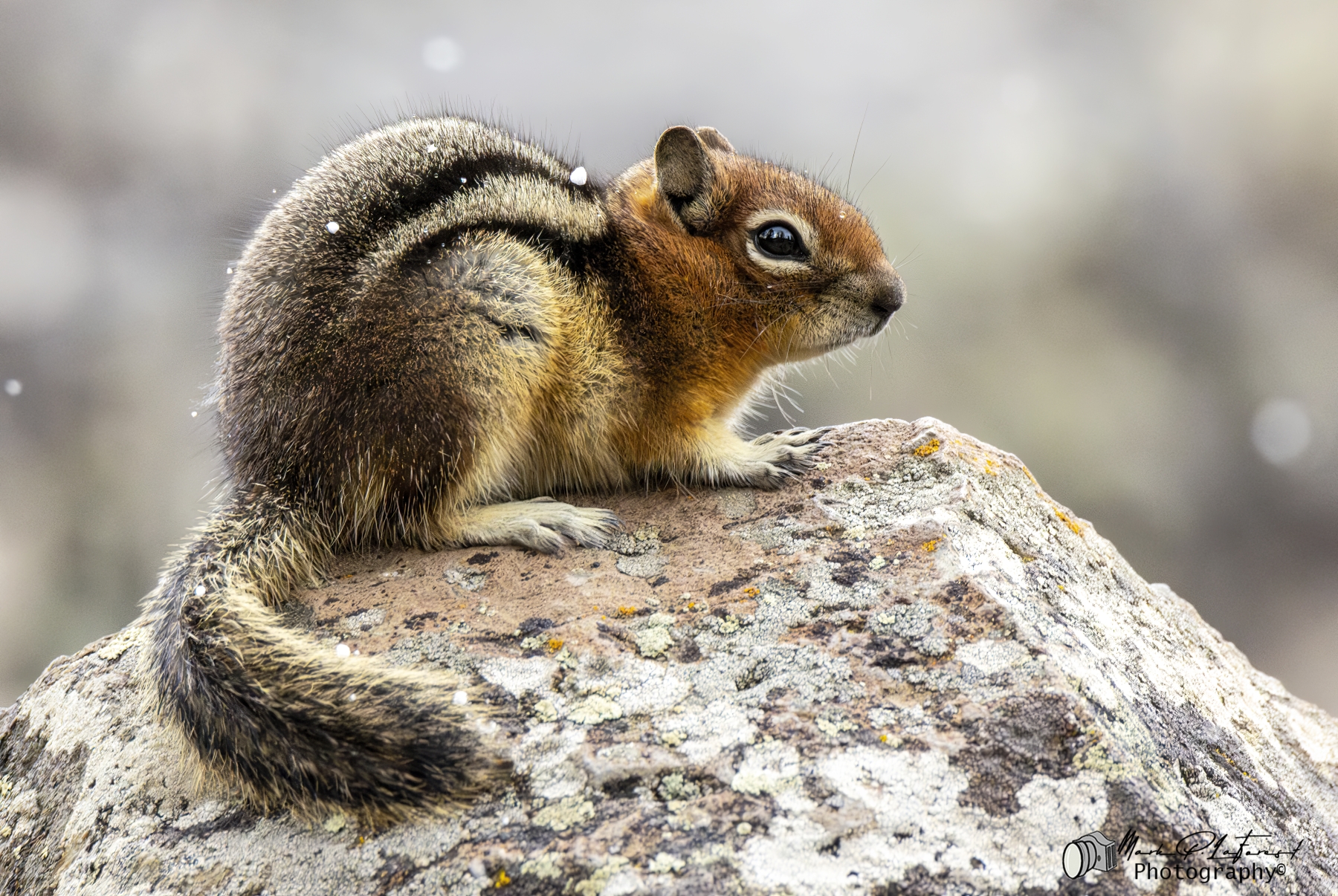 Golden Mantled Squirrel, Yellowstone National Park